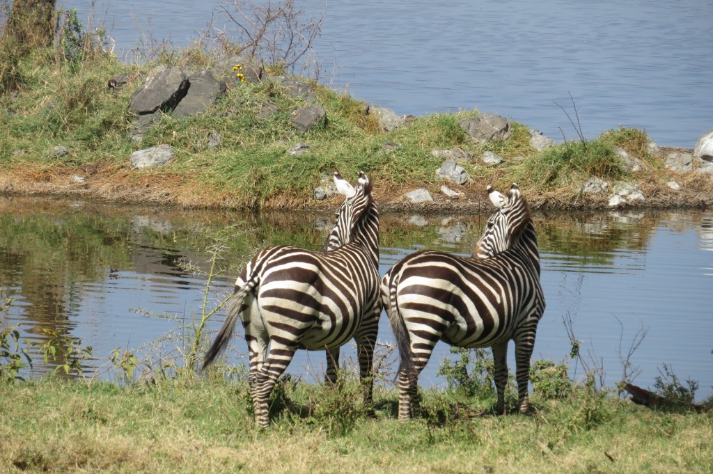 Zebras at the water near Iten